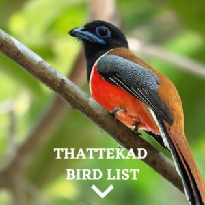 bird list link img