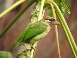 barbet