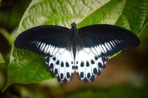 mormon butterfly