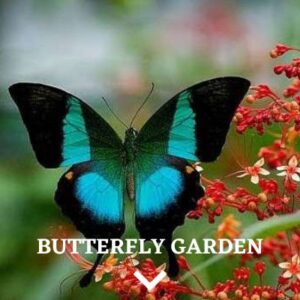 butterfly garden link image