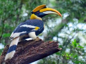 hornbill bird