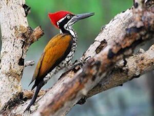 woodpecker