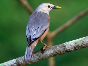starling