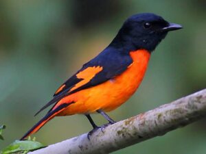 minivet