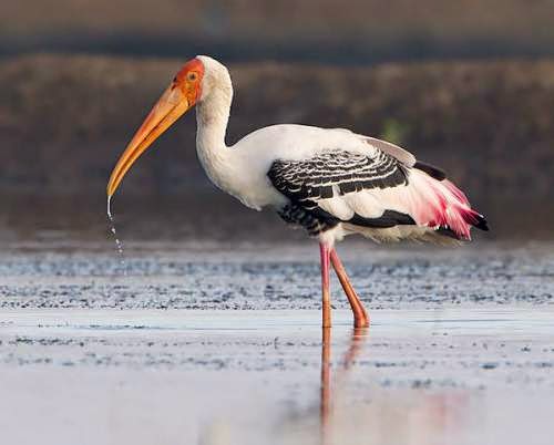 painted stork