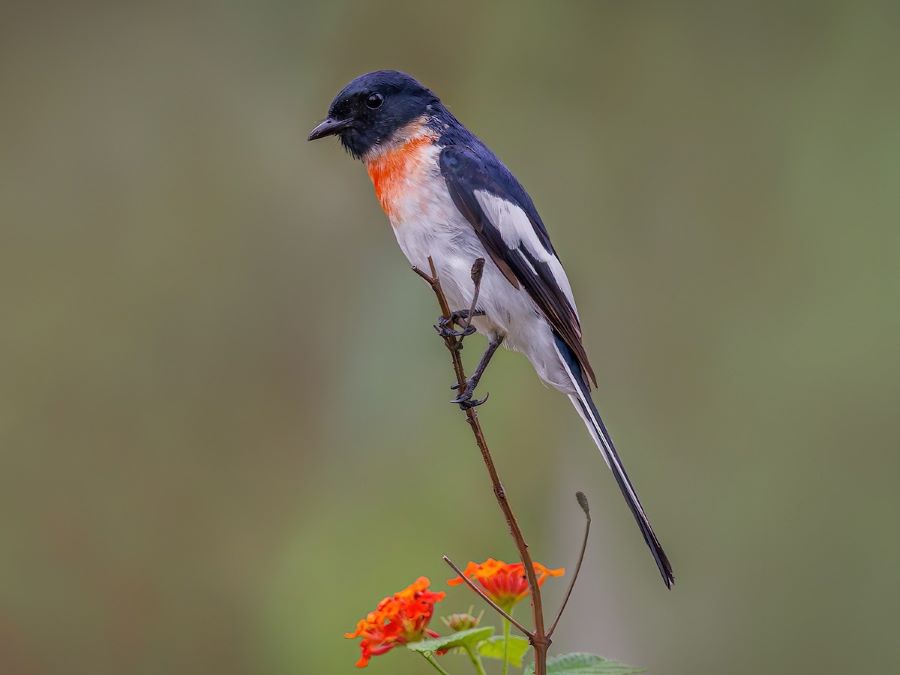 white-bellied minivet